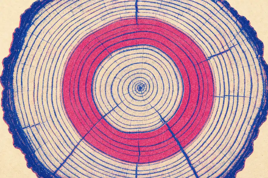 Risograph print of a tree trunk cut across: dozens of blue growth rings around a small centre, one wide rose band part of the way out, and a ragged blue edge of bark.